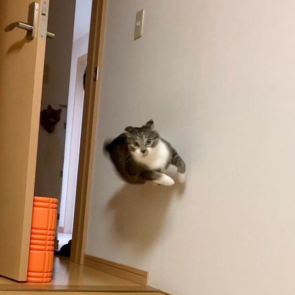 奴才:「我的天!我看到了什麼!」