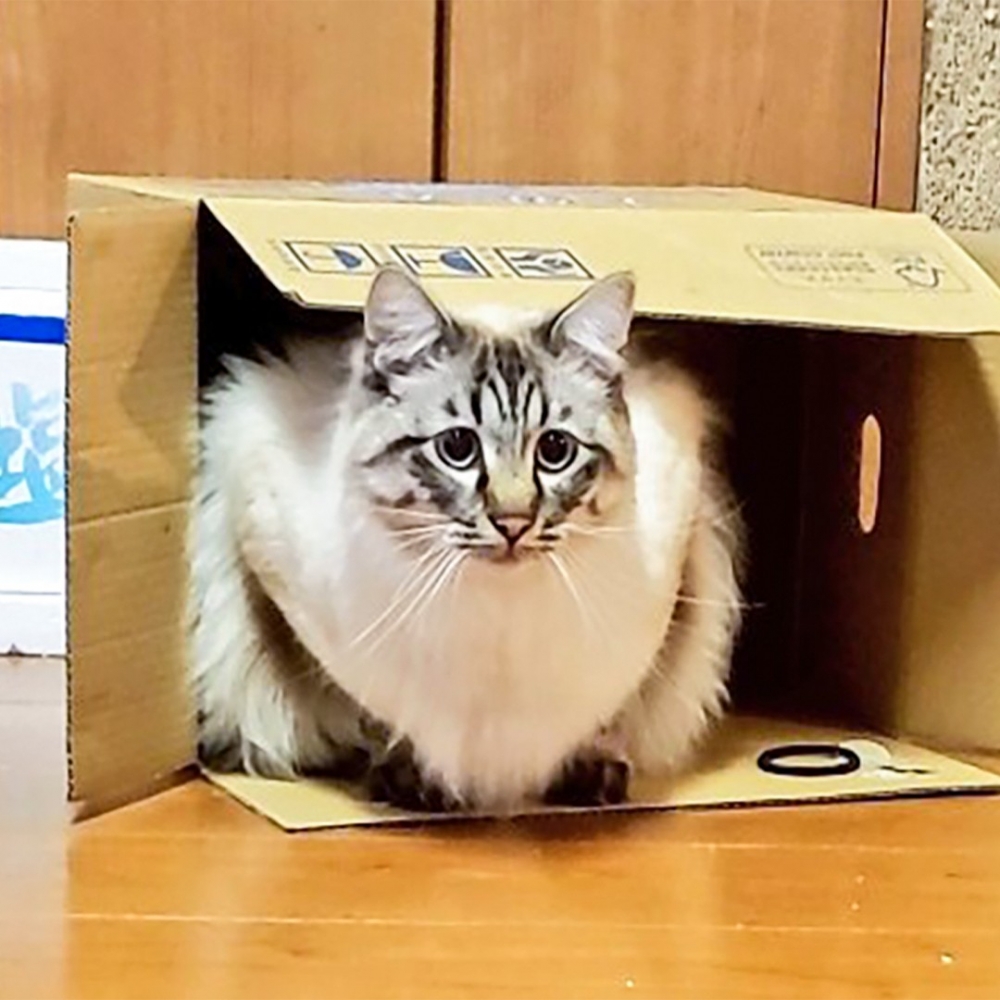 喵：「是真的啦～」