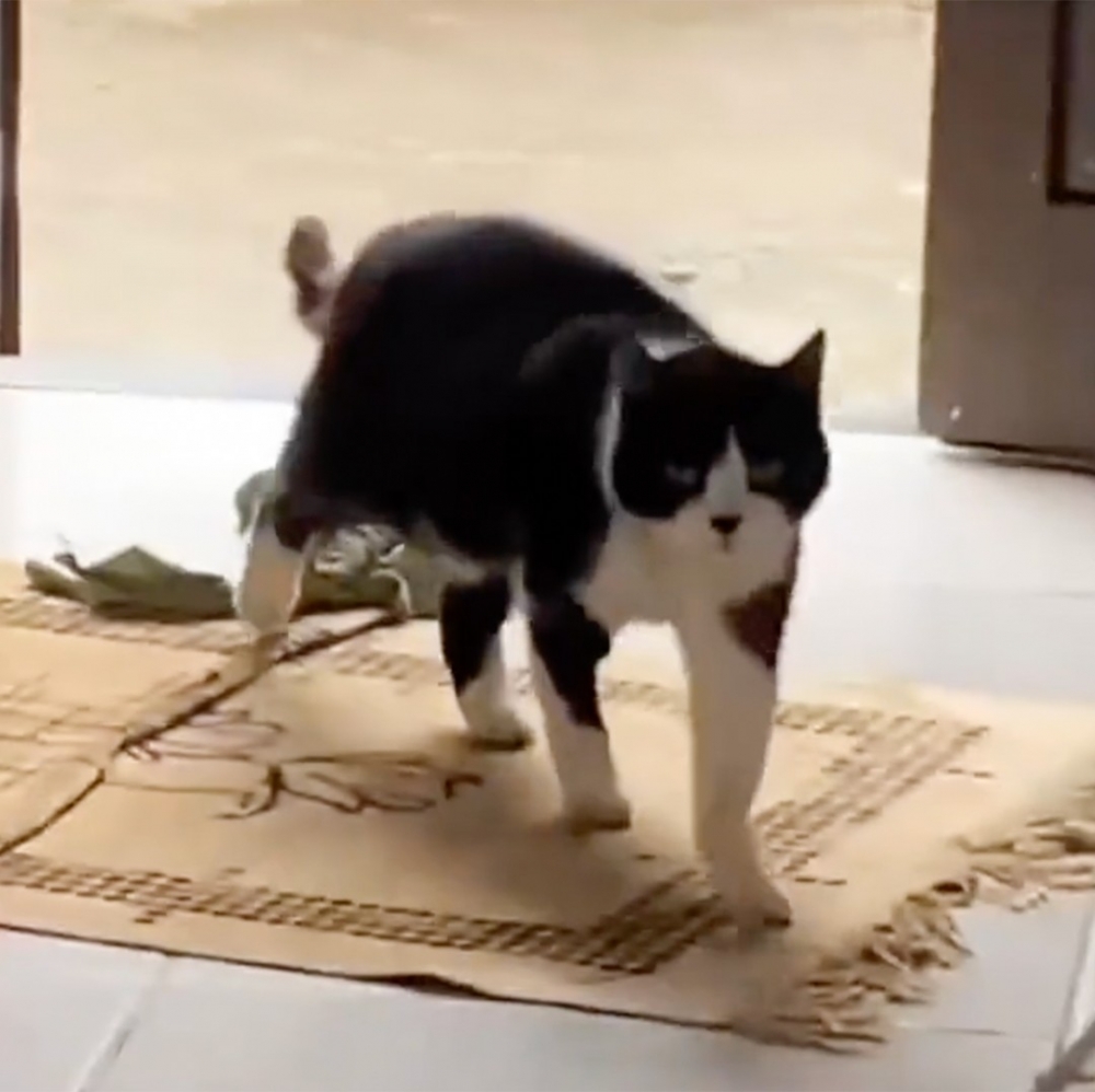 喵：「朕果然是個小機靈鬼！」