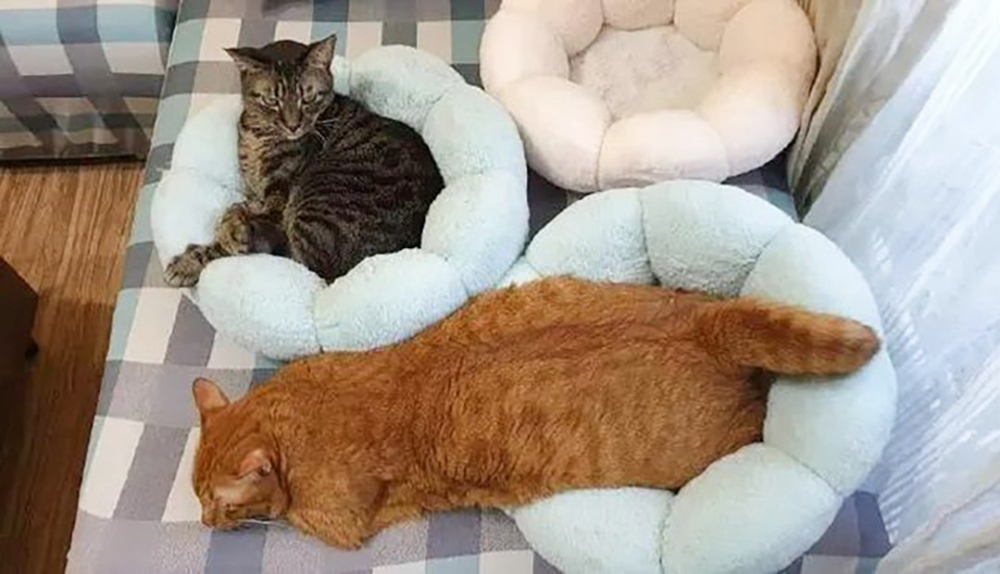 虎斑喵：「朕略傻眼」