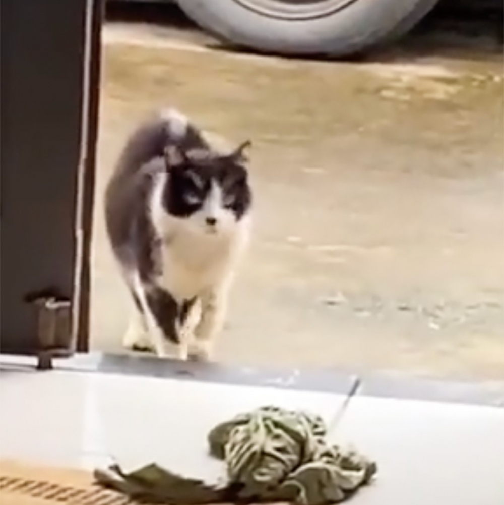 右爪：「最後受傷的只有窩?」