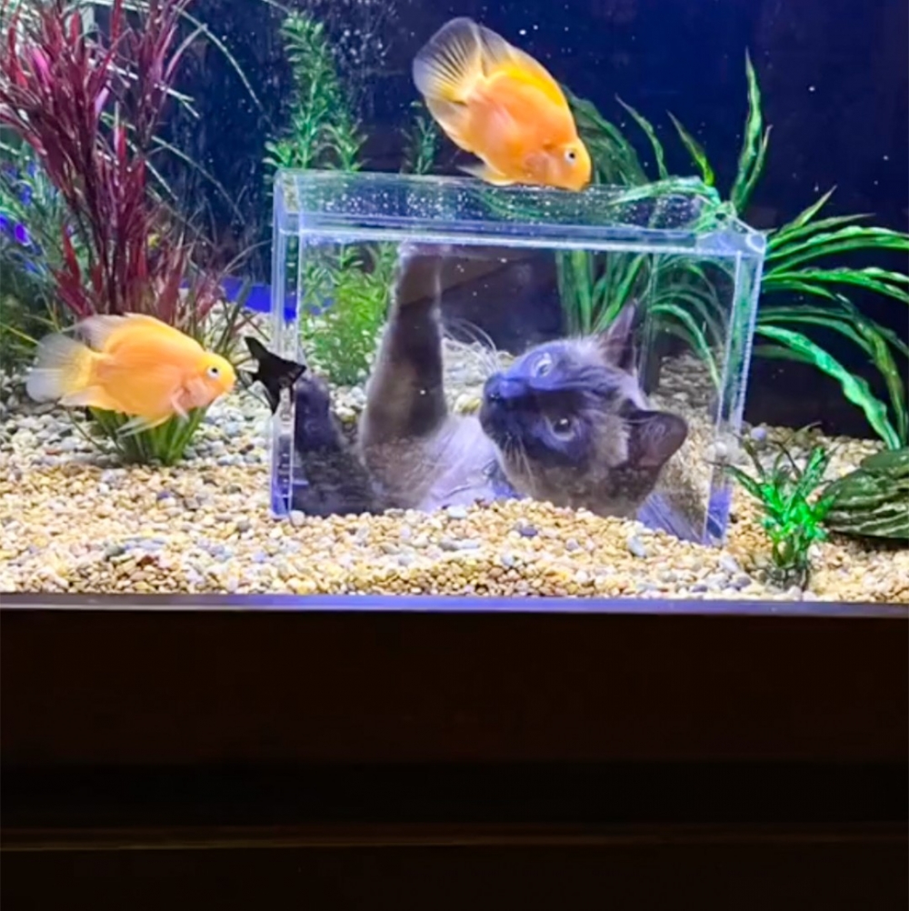 喵：「最愛奴才惹～～」