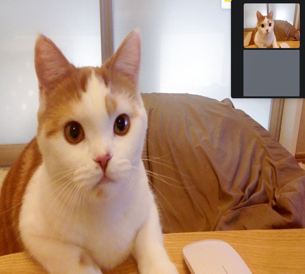 再次突然入鏡的主子！超得意的❤️