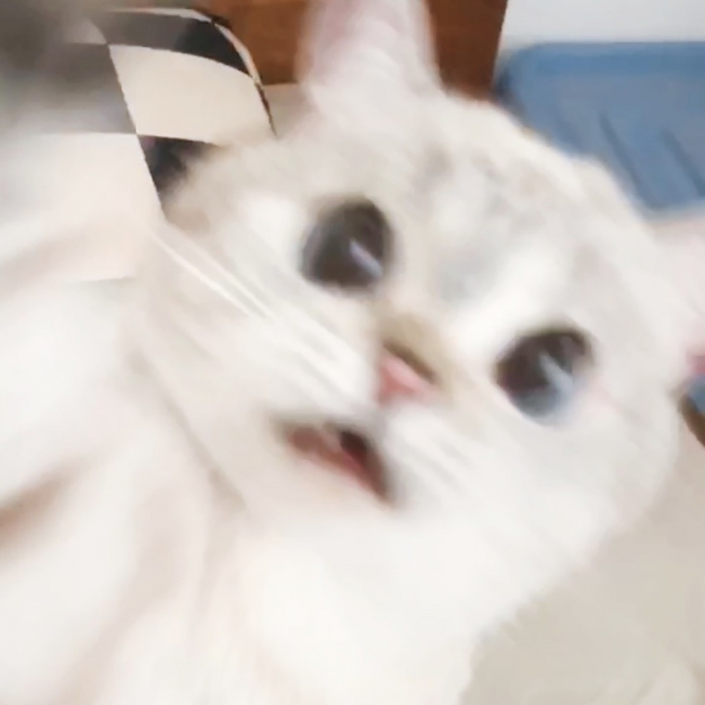 奴才：「這又是看到了什麼？?」