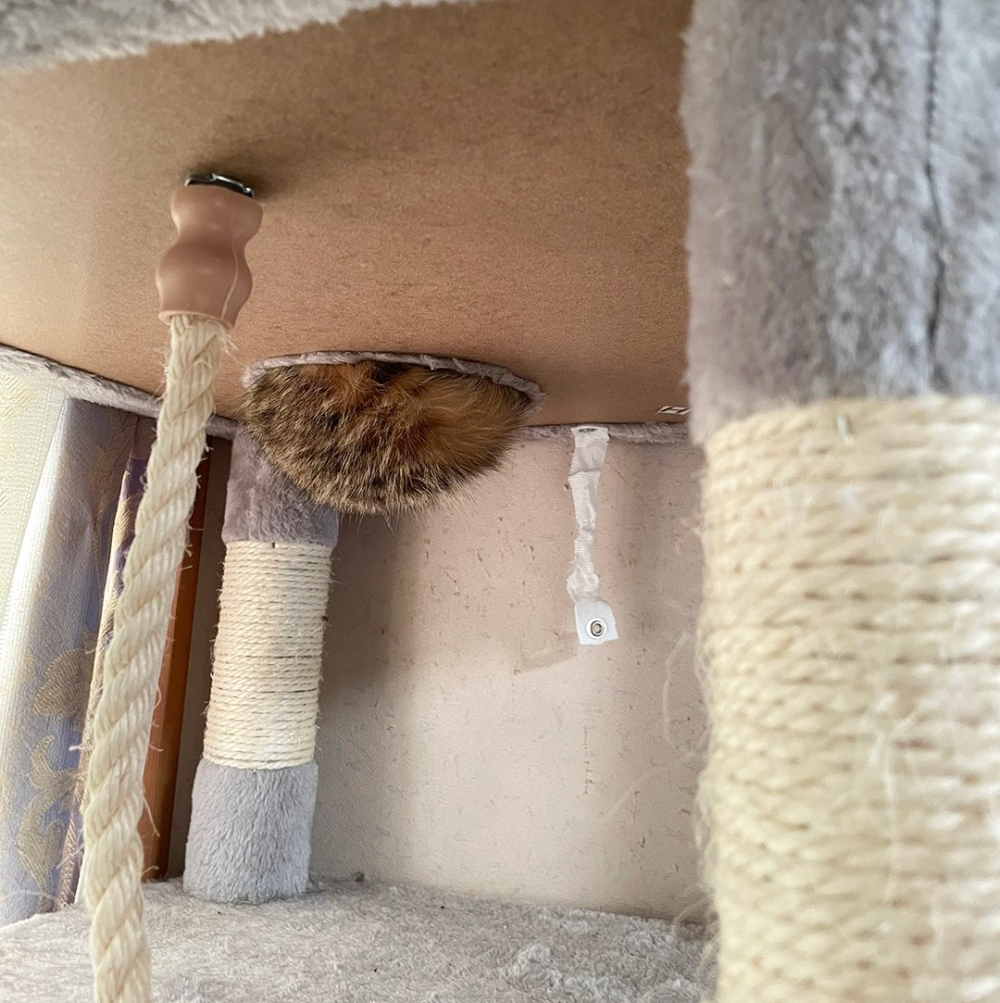 奴才：「這下要減兩個罐罐了」