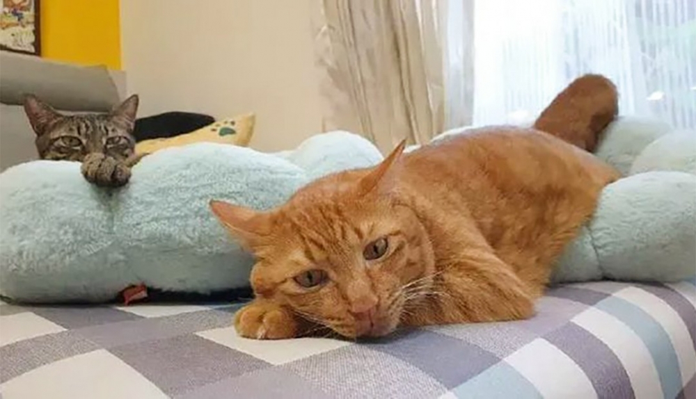 眼神中充滿了否定的虎斑喵主子～