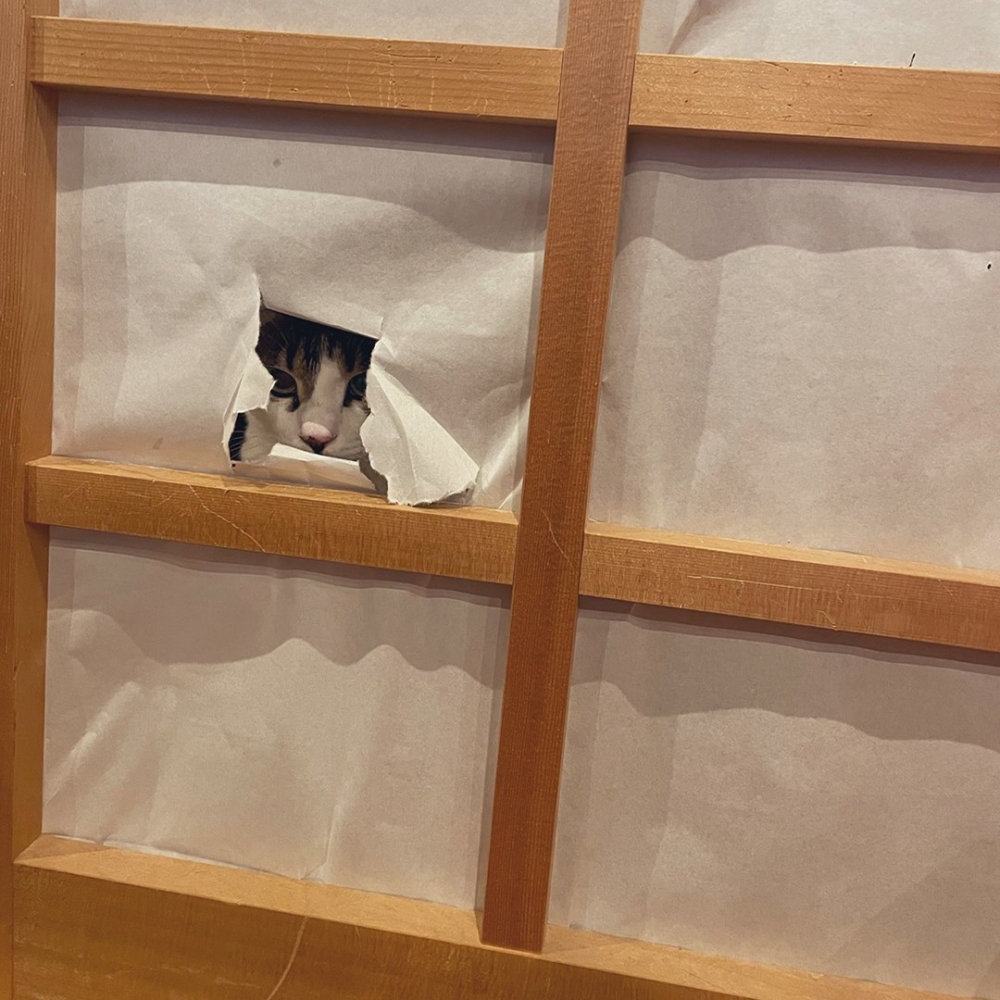 奴才：「涼颼颼的感覺來了～～」