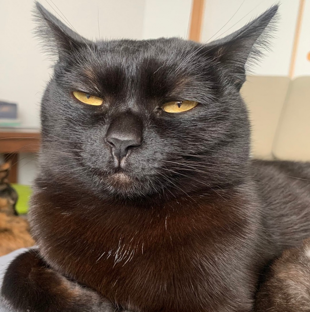 奴才：被鄙視了QAQ