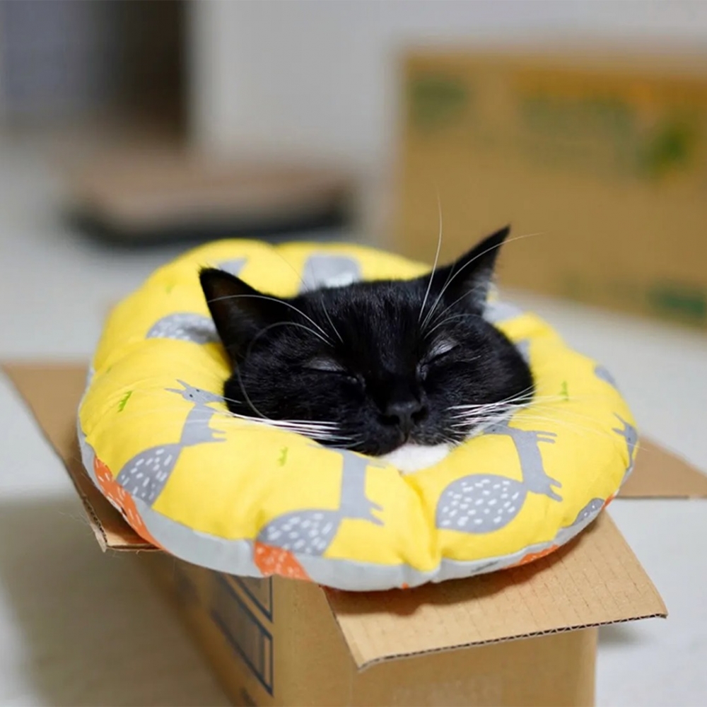 奴才：「這是枕頭裡長出了一隻喵嗎XD」