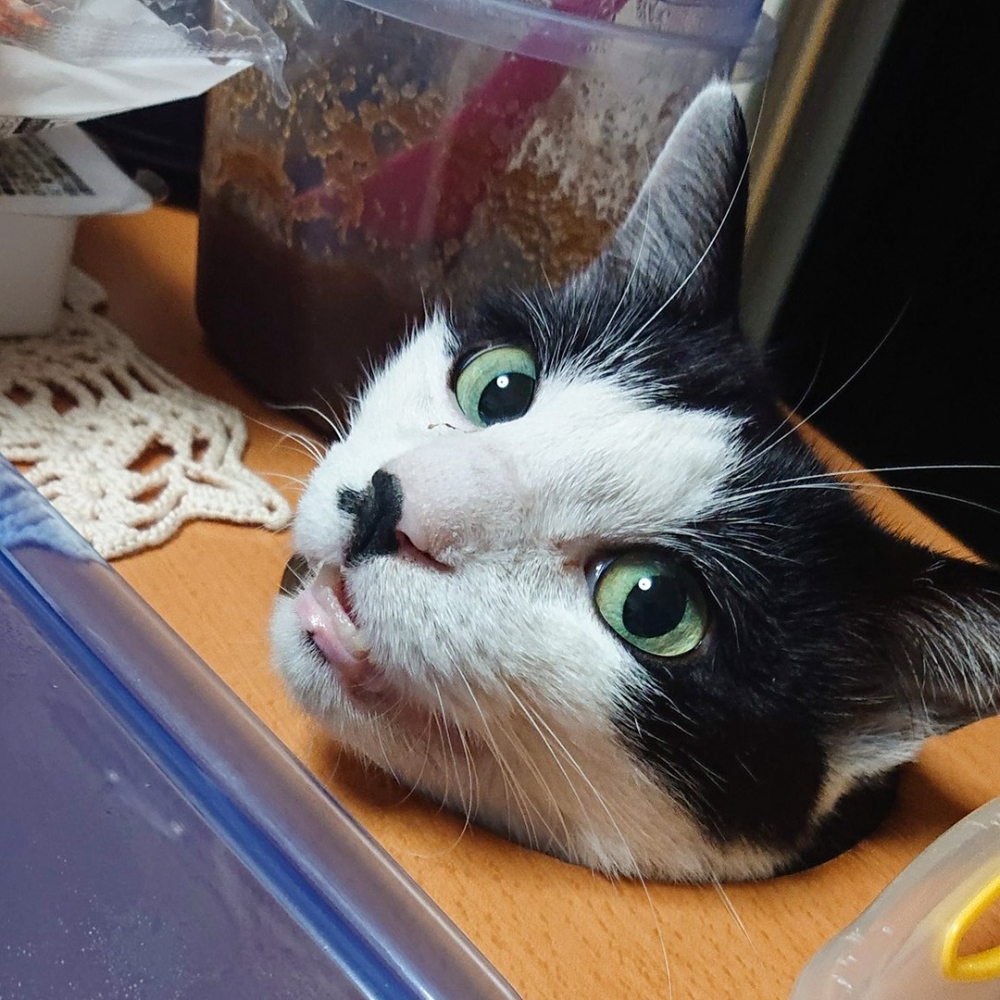 奴才:「一隻貪吃貓get!」