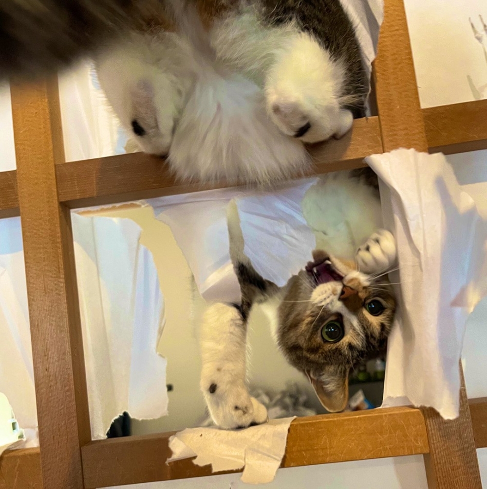 喵：「這是朕自製的貓爬架?」