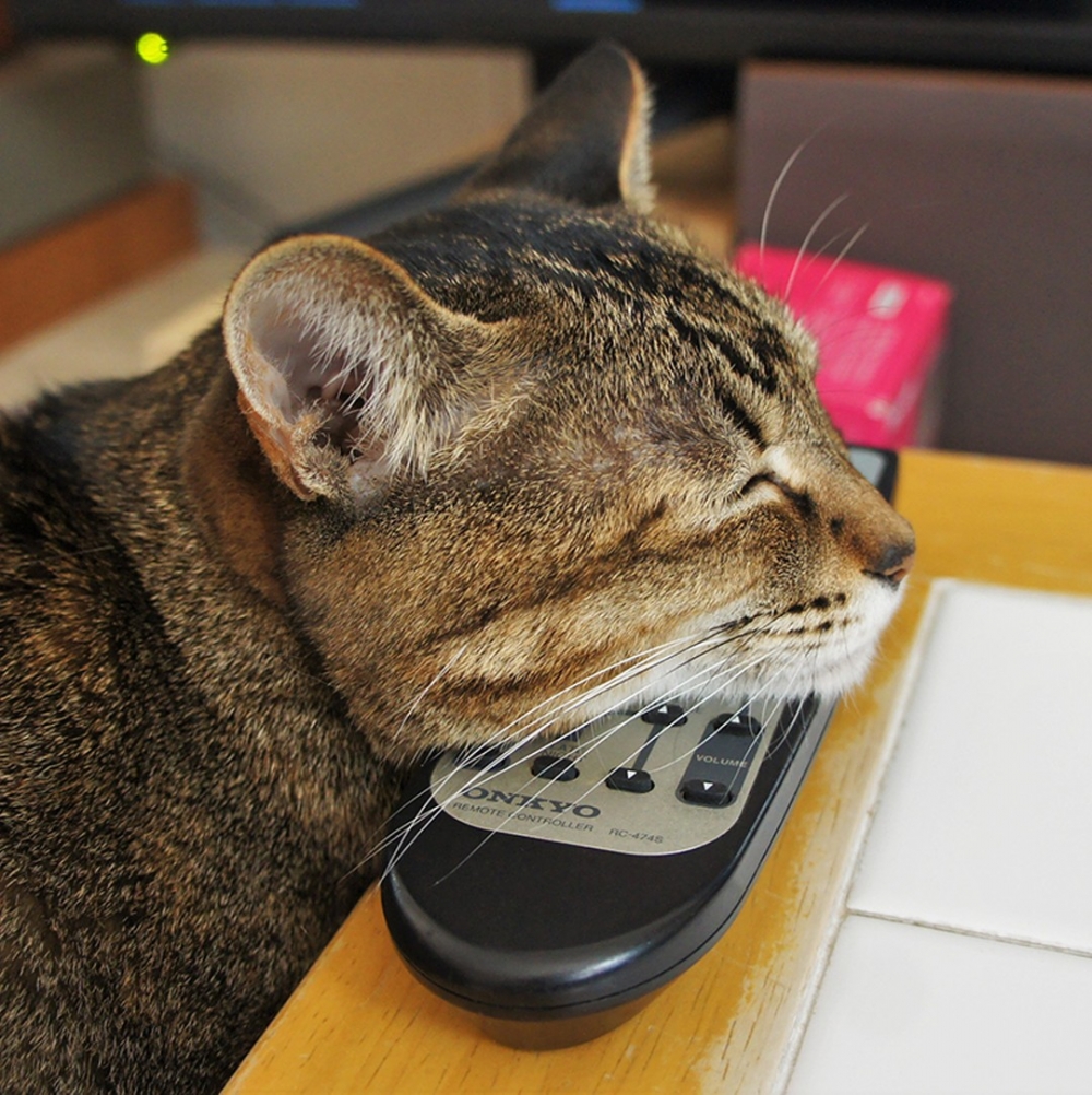 奴才：「去哪裡都可以舒服的度估呢～」