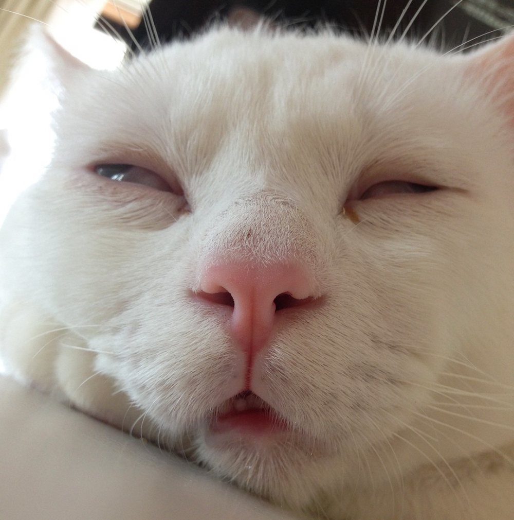 奴才:「這真的是···主子?」