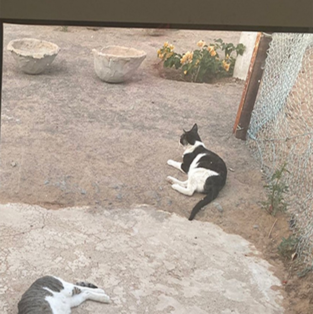 賓士喵:「今天天氣真不錯呢~」