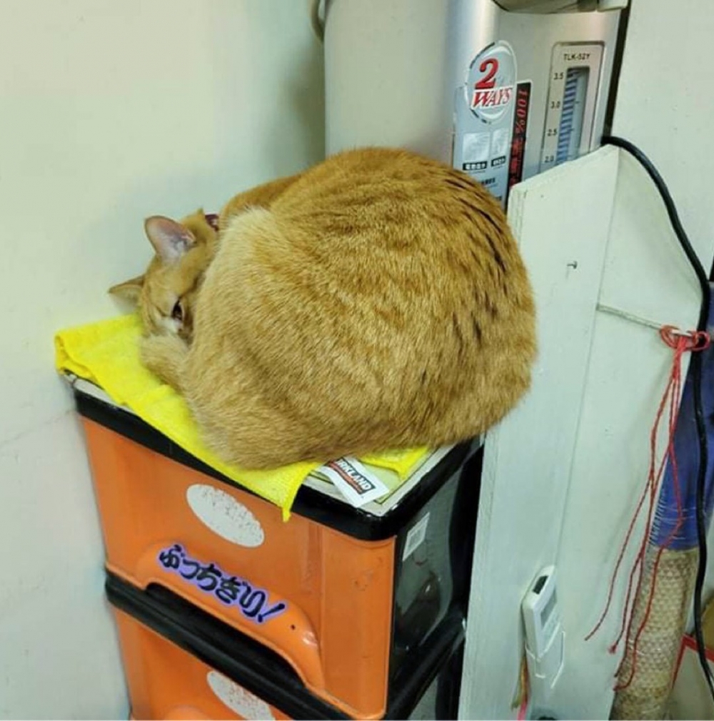 奴才：「小寶貝愛睏啦～」