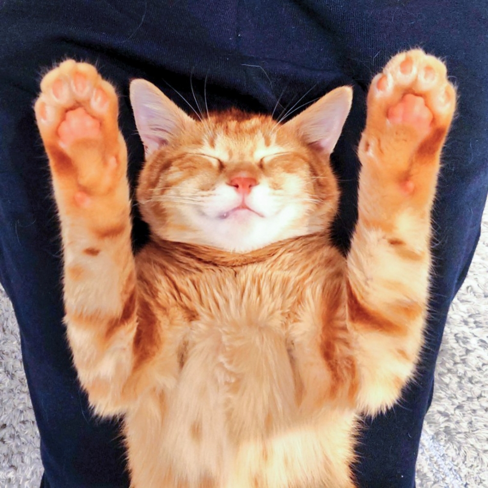 奴才：「小肉球也很令人心空啦～」