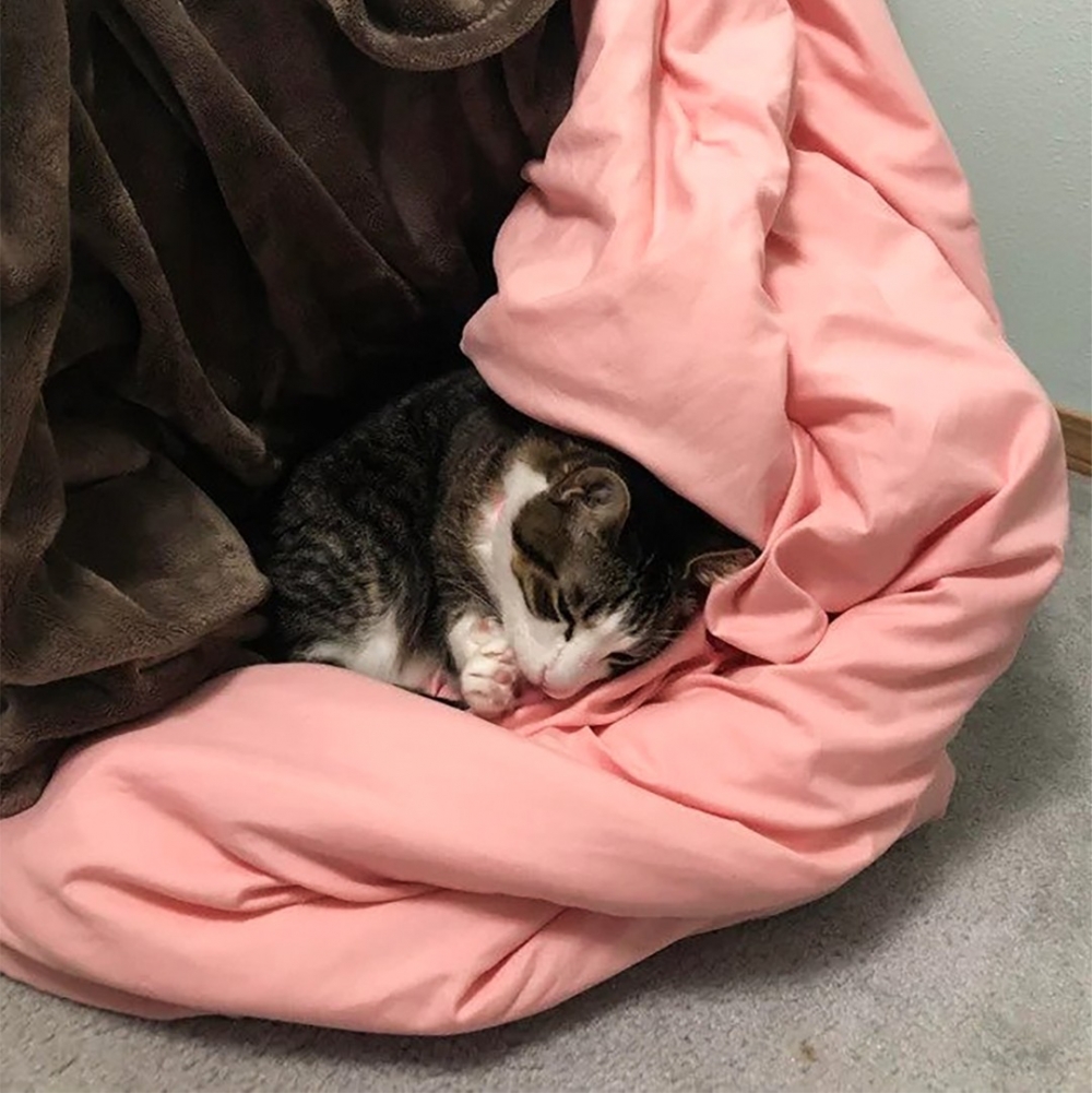 奴才（?）：「哈···哈···哈啾！」