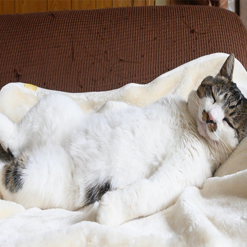 奴才：「今天又沒沙發躺了⋯⋯」