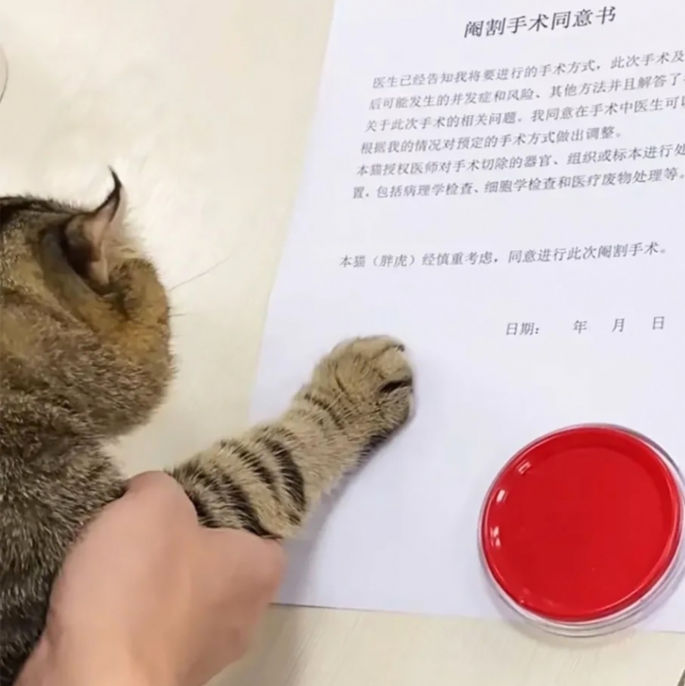 奴才：「一份協議，防止碰瓷」