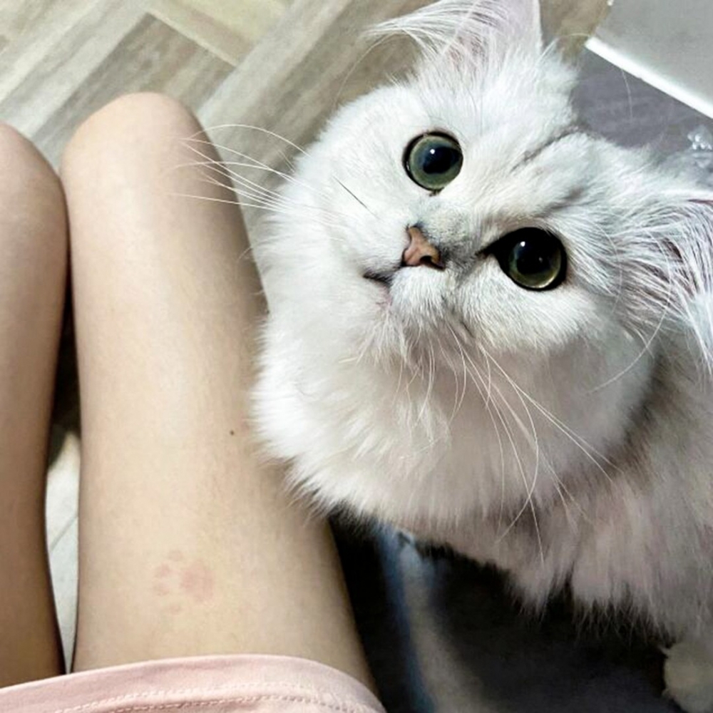 喵（無辜臉）：「不是朕太重的鍋噢～」