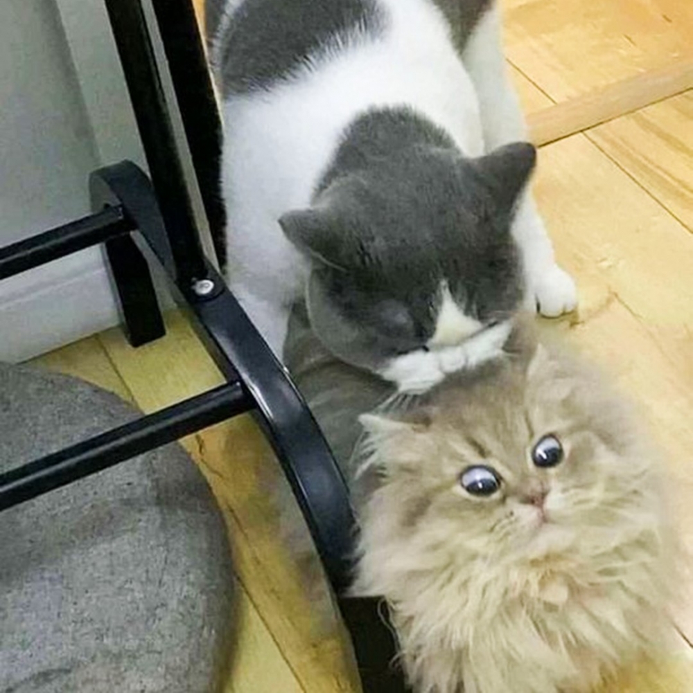 奴才：「這算感情好呢？還是不好呢？」