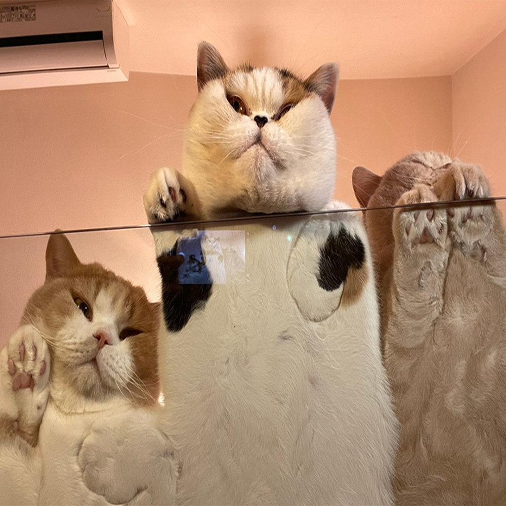 雖然殺氣騰騰，但是肉球好可愛～❤️