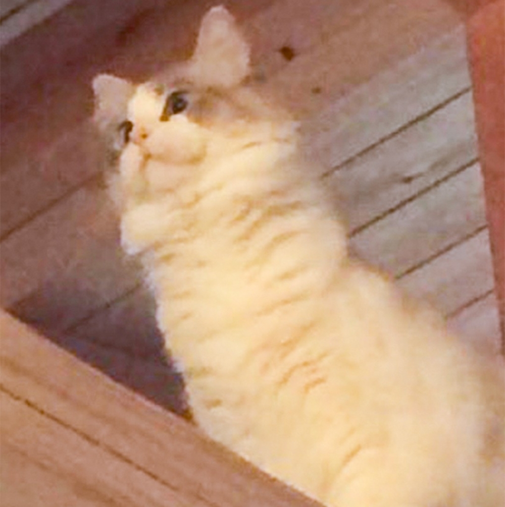 喵：「朕只是一隻小貓咪～」