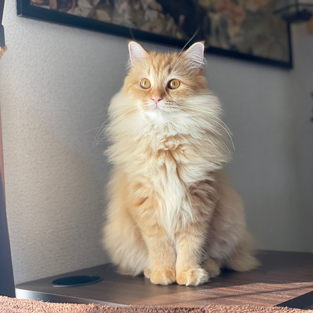 喵：「這才是窩嘛～～」