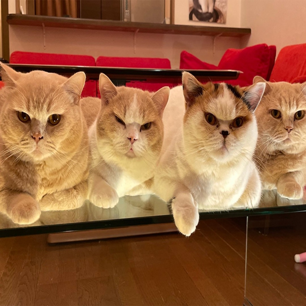 奴才：「這眼神···壓力山大」