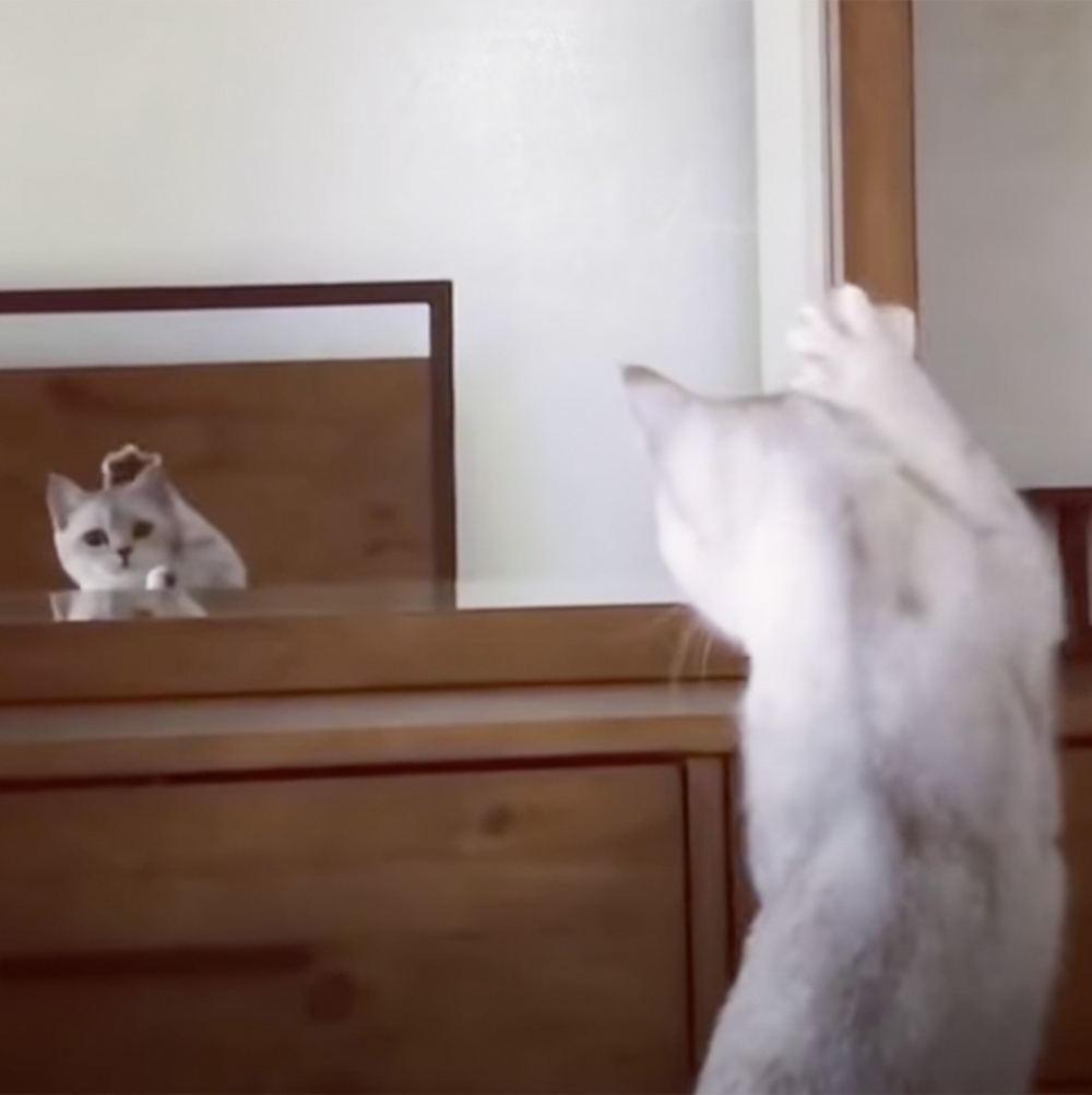 奴才:「牠發現這是牠的耳朵了XD」