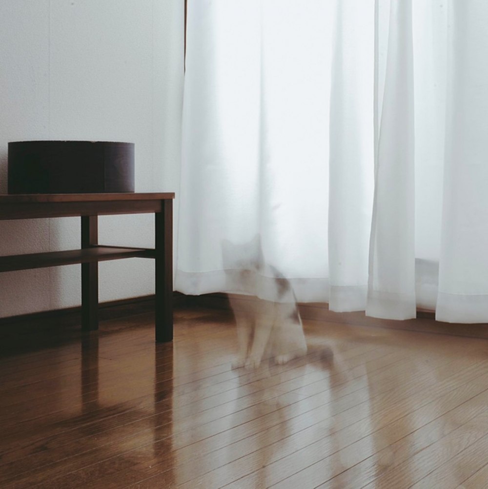 喵：「要把朕拍得帥帥滴！」