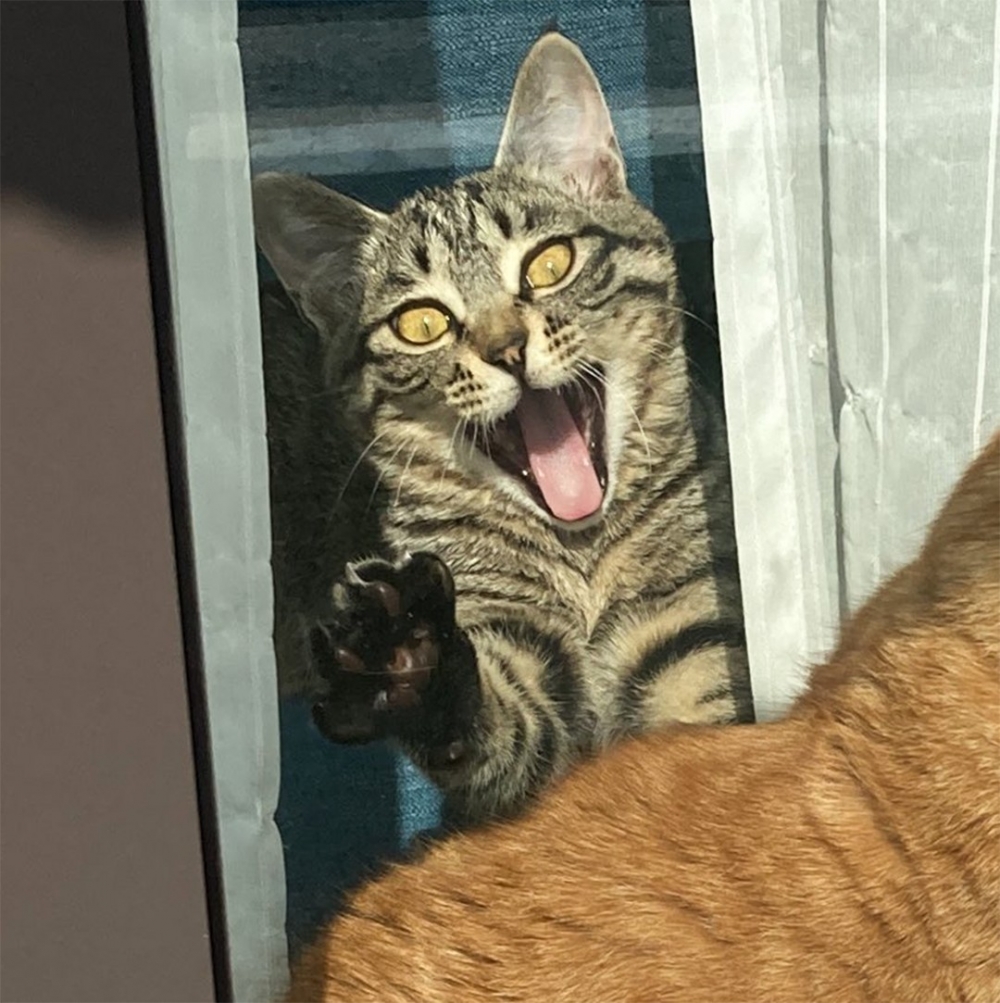 奴才:「看來平時積攢的仇不少呢XD」