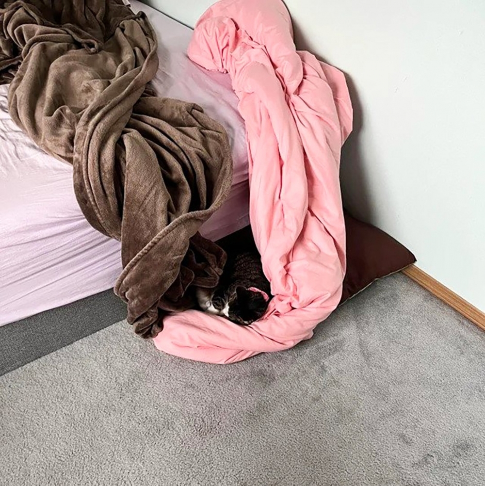 奴才：「這是自己做窩了？?」