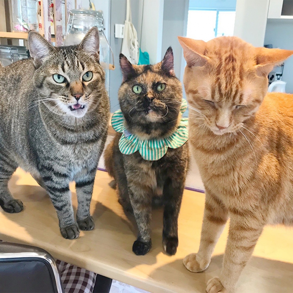 喵x2：「不要罵牠噢！」