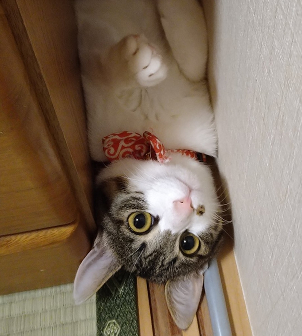 喵（舉爪）：「麻煩搭把手」