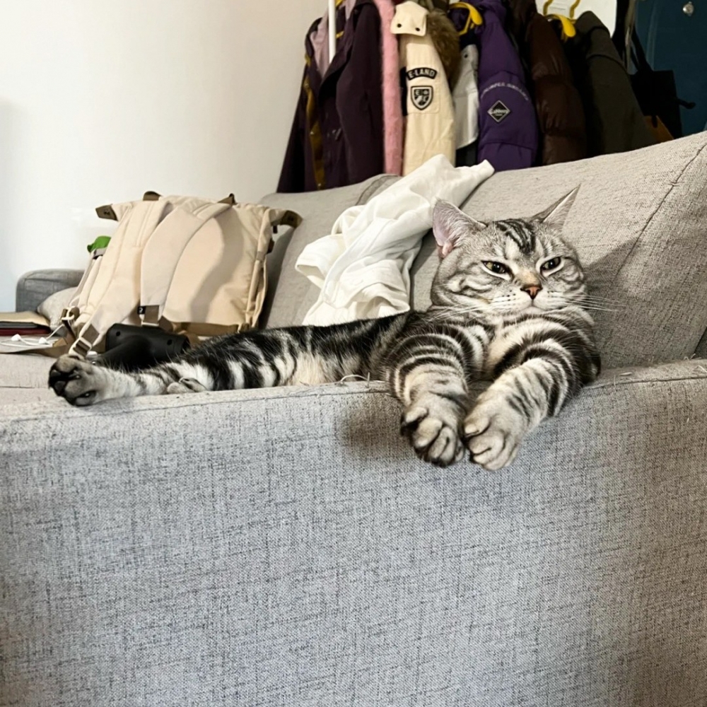 喵：「朕才不是凶萌小貓咪！是霸氣～」