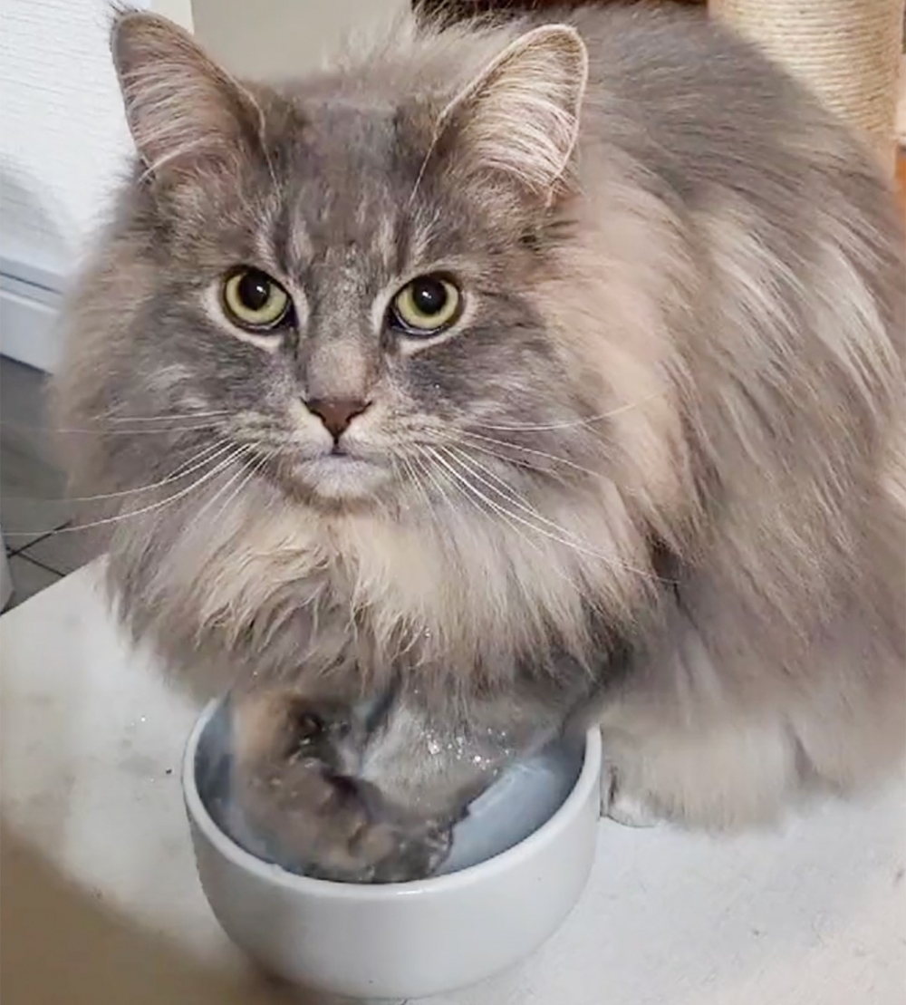 喵：「你也想來一口嗎？」