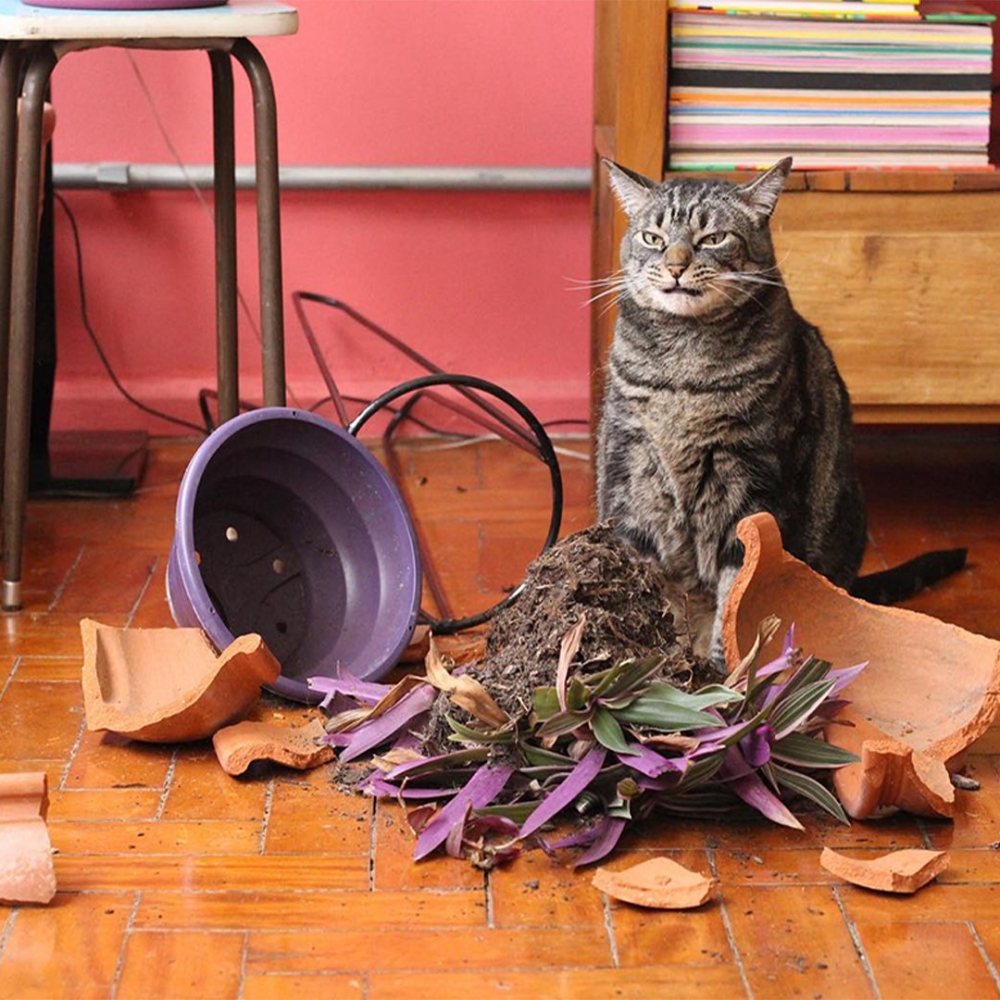 奴才:「我決定了就清炒吧!」