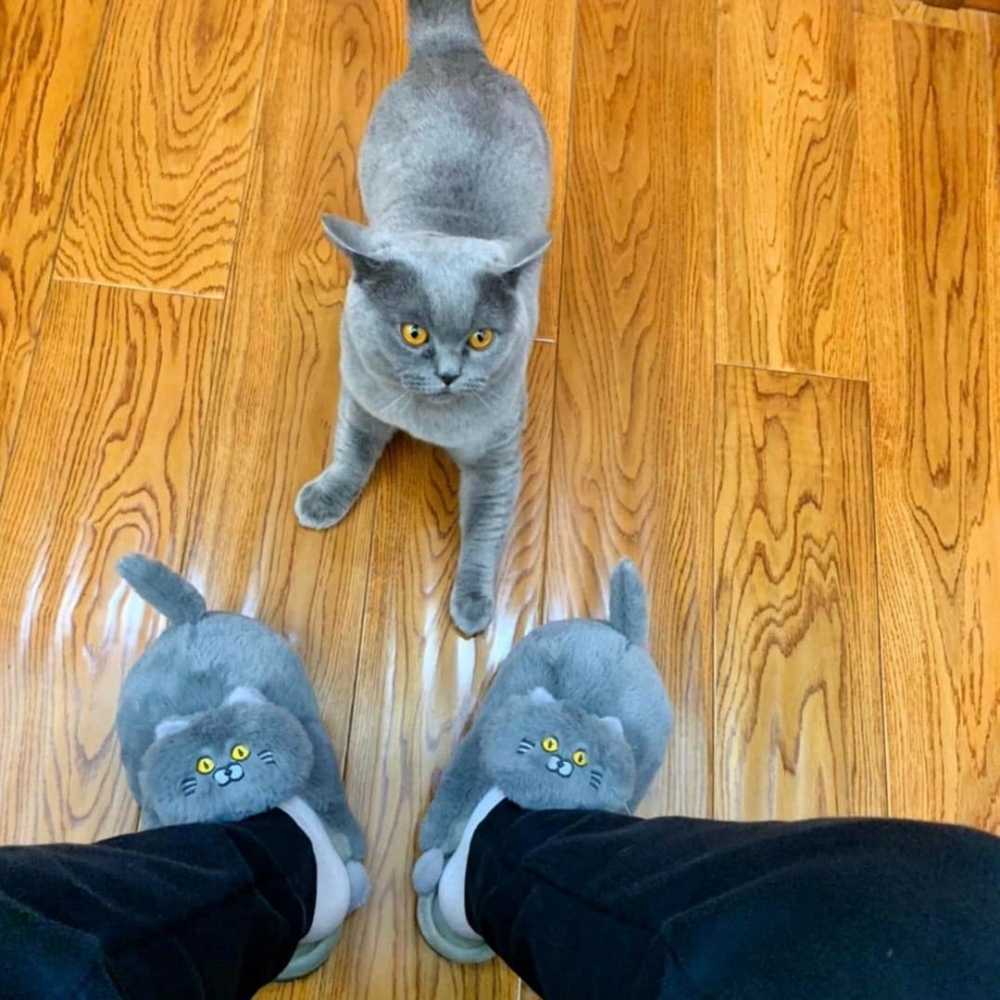 喵：「朕很乖的！」