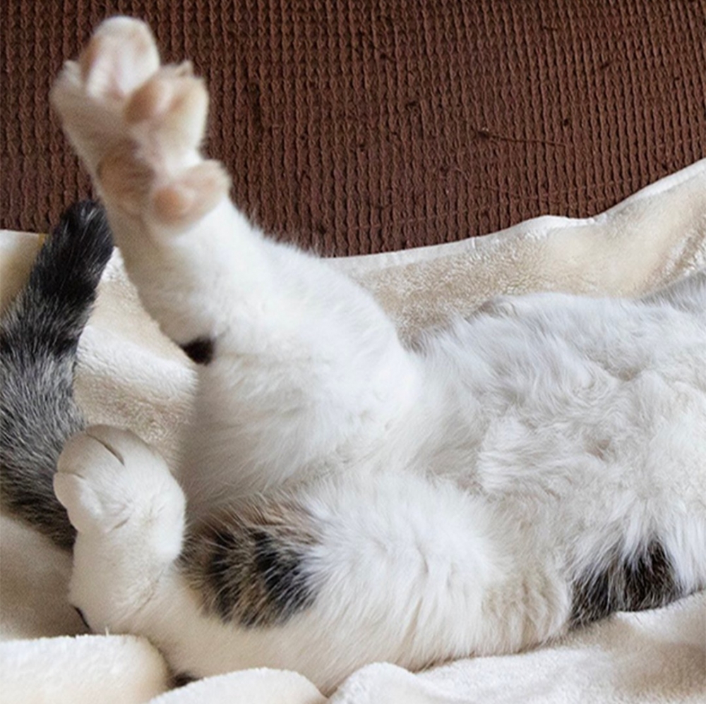 奴才：「jiojio不痠嗎?」