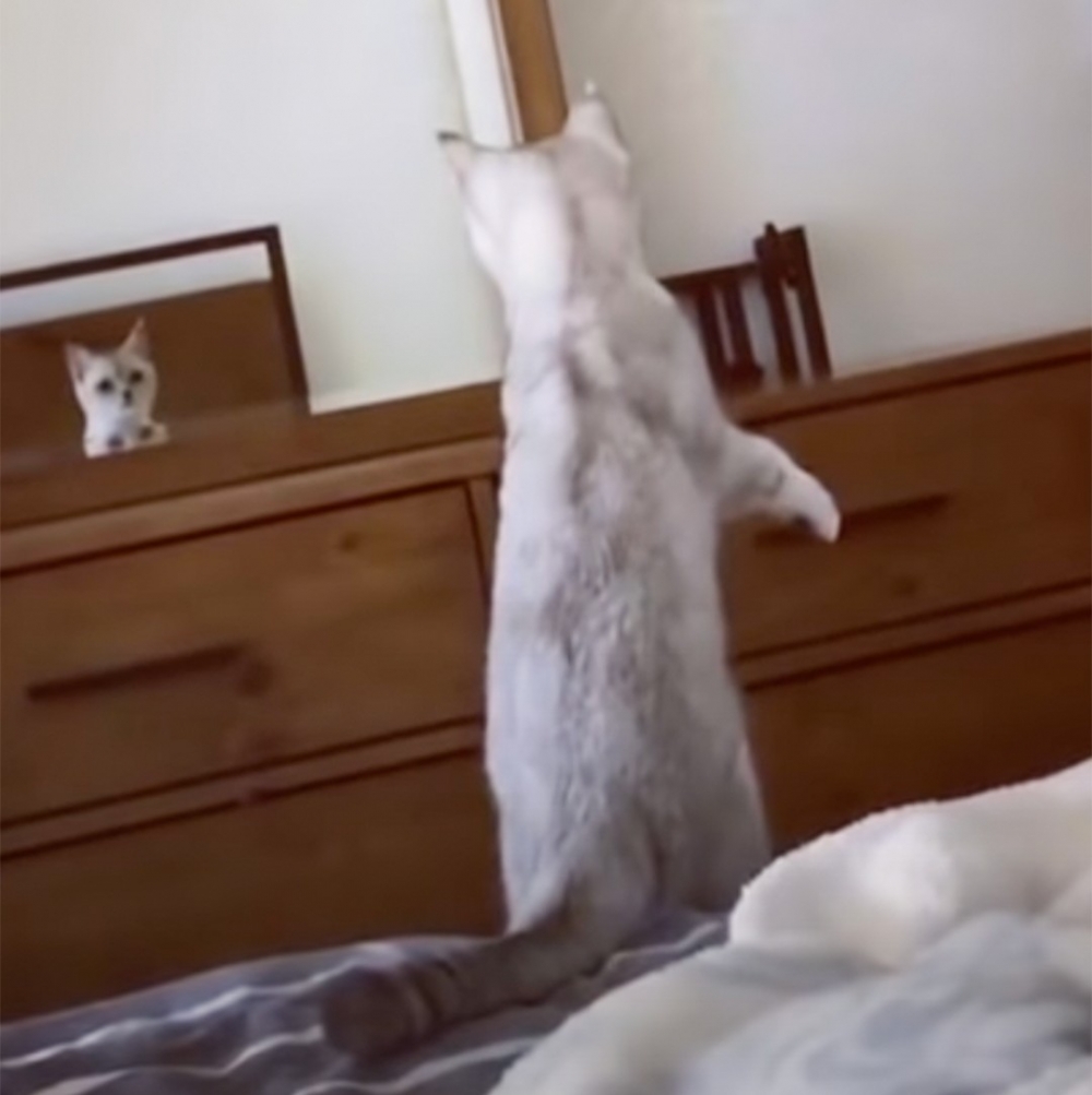 奴才:「整隻貓都透露著好奇?」