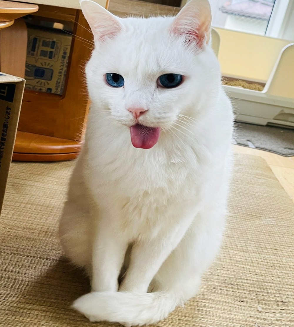 奴才:「妥妥的頂流帥貓?!」