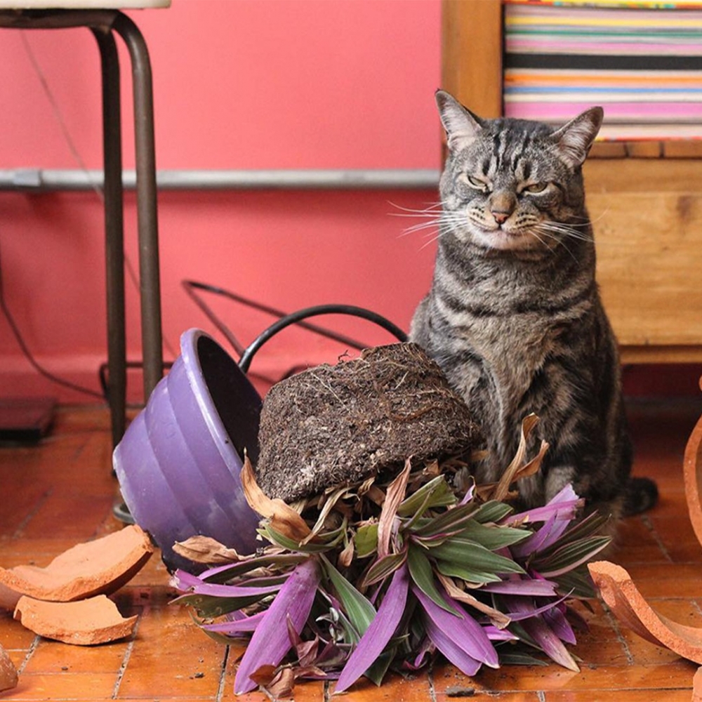 喵:「看!大家都說朕沒錯啦~哼哼」