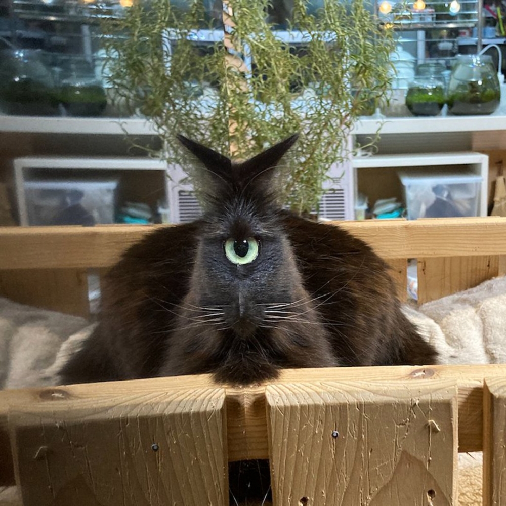 奴才:「有隻小妖怪被照出來了XD」