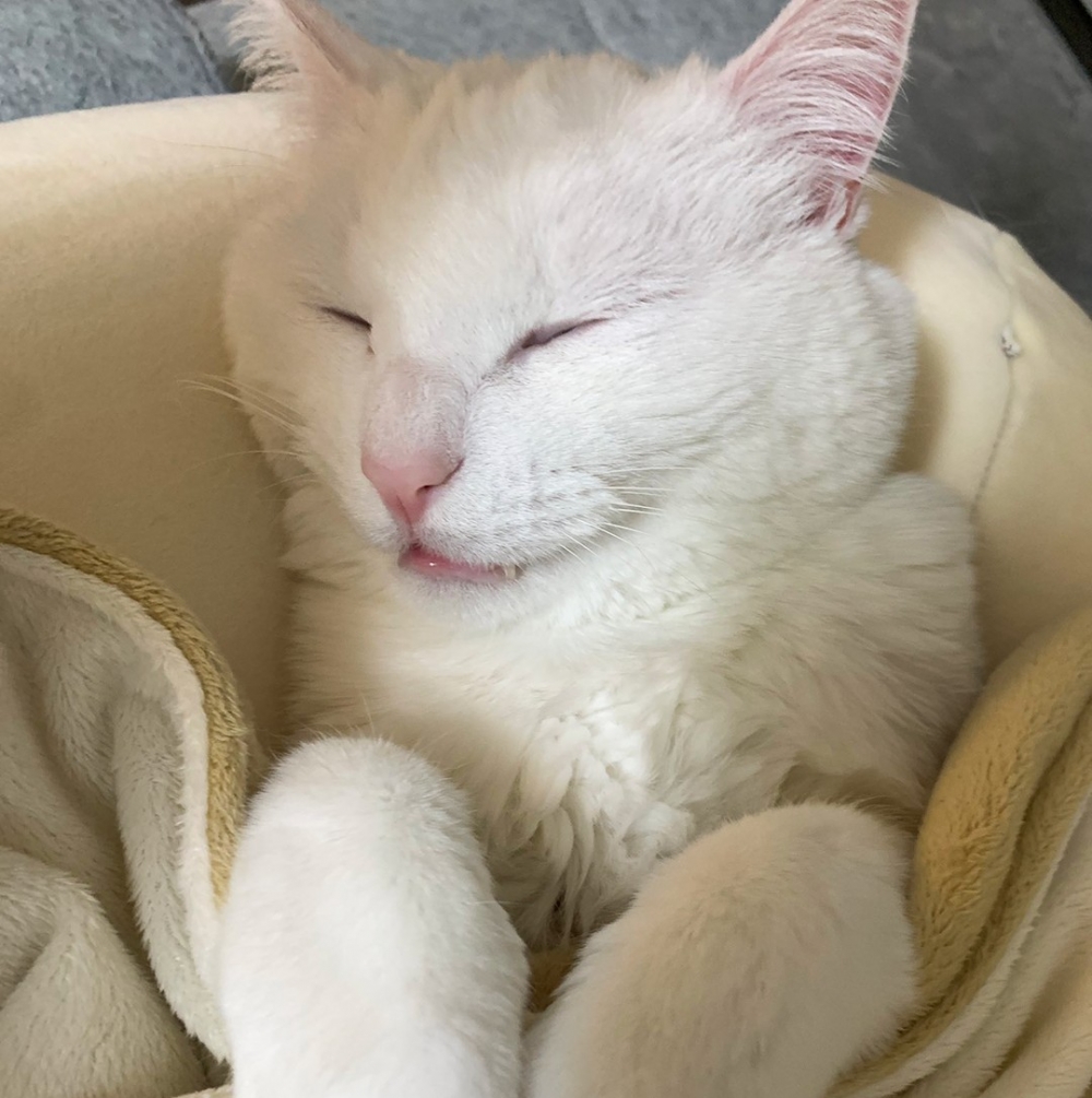 奴才：「已經睡得很沉了～」