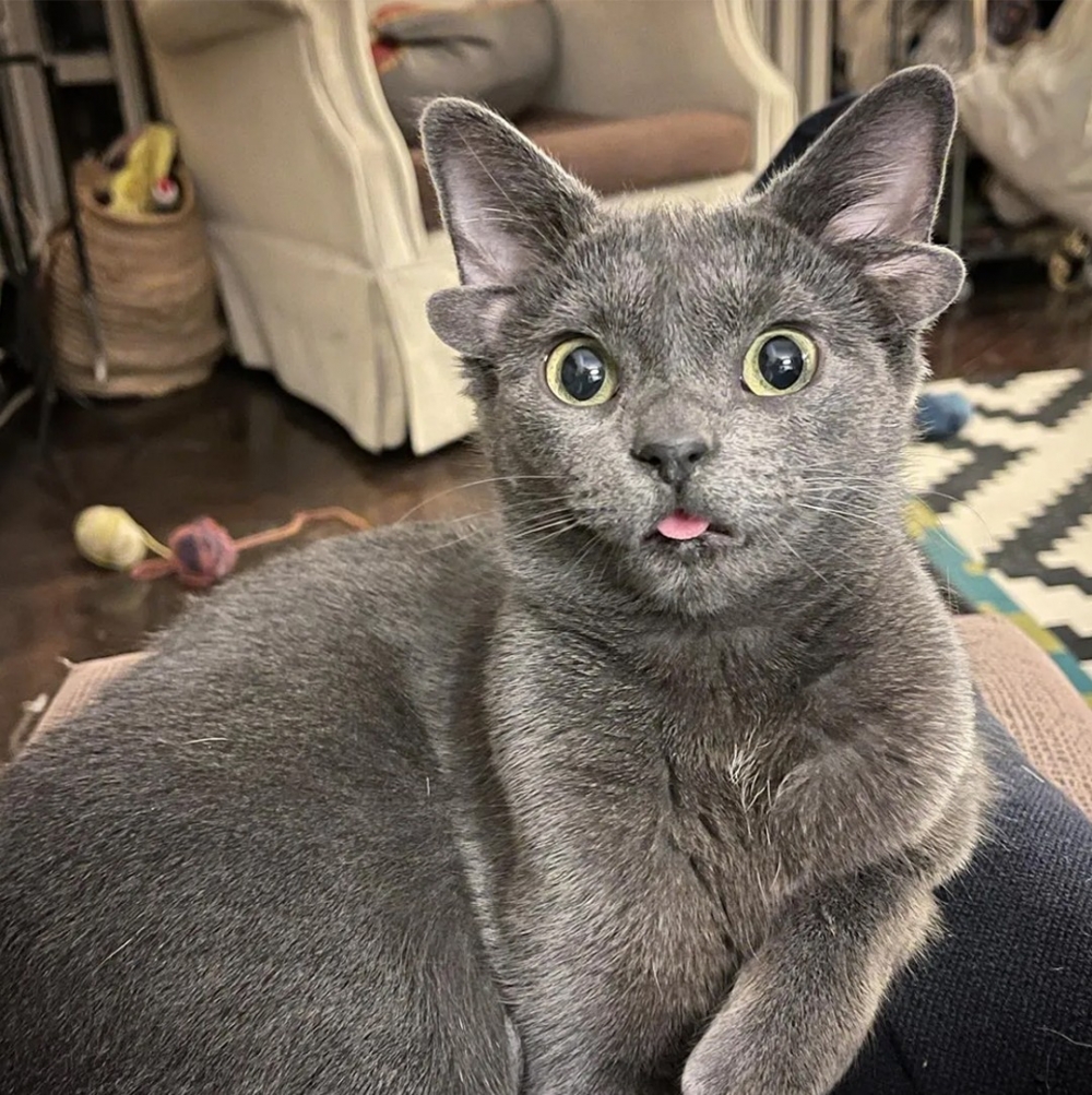 除了多了一雙小翅膀耳,其他完全不受影響噢!