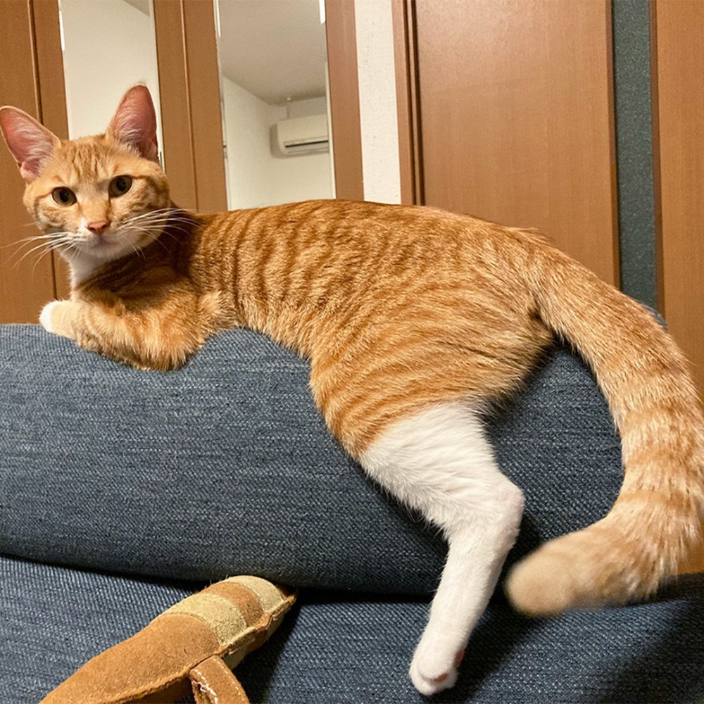 喵：「剛剛發生了什麼嗎？」