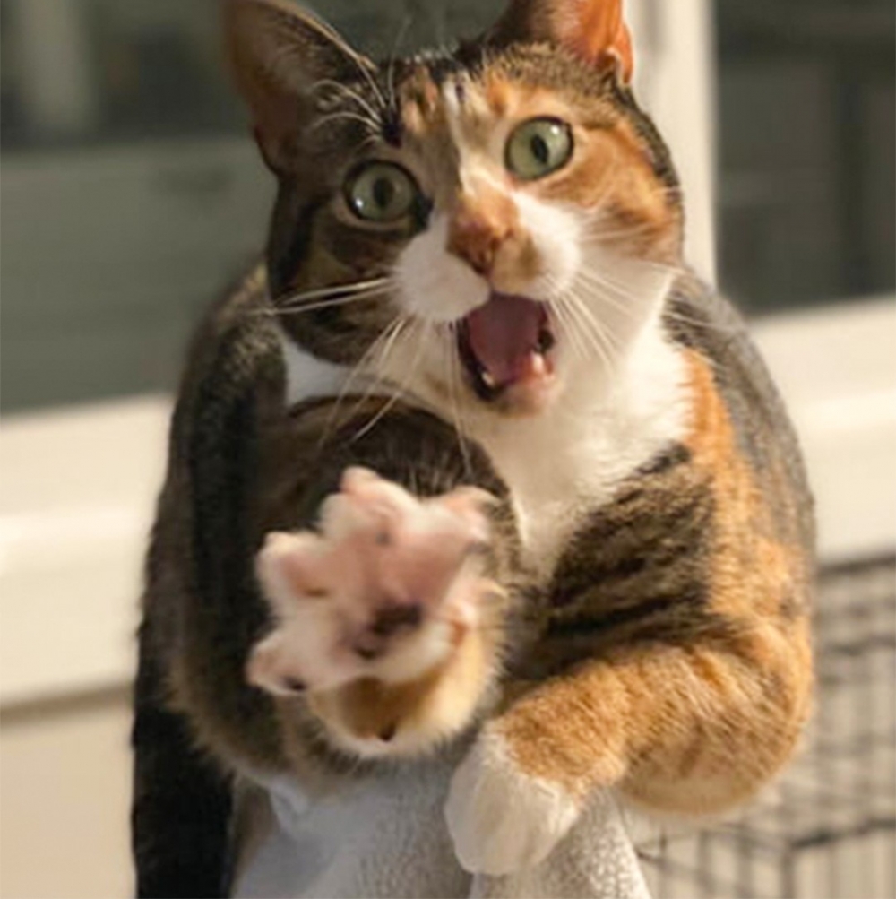 喵（亮爪）：「奴才我們來談談吧！」