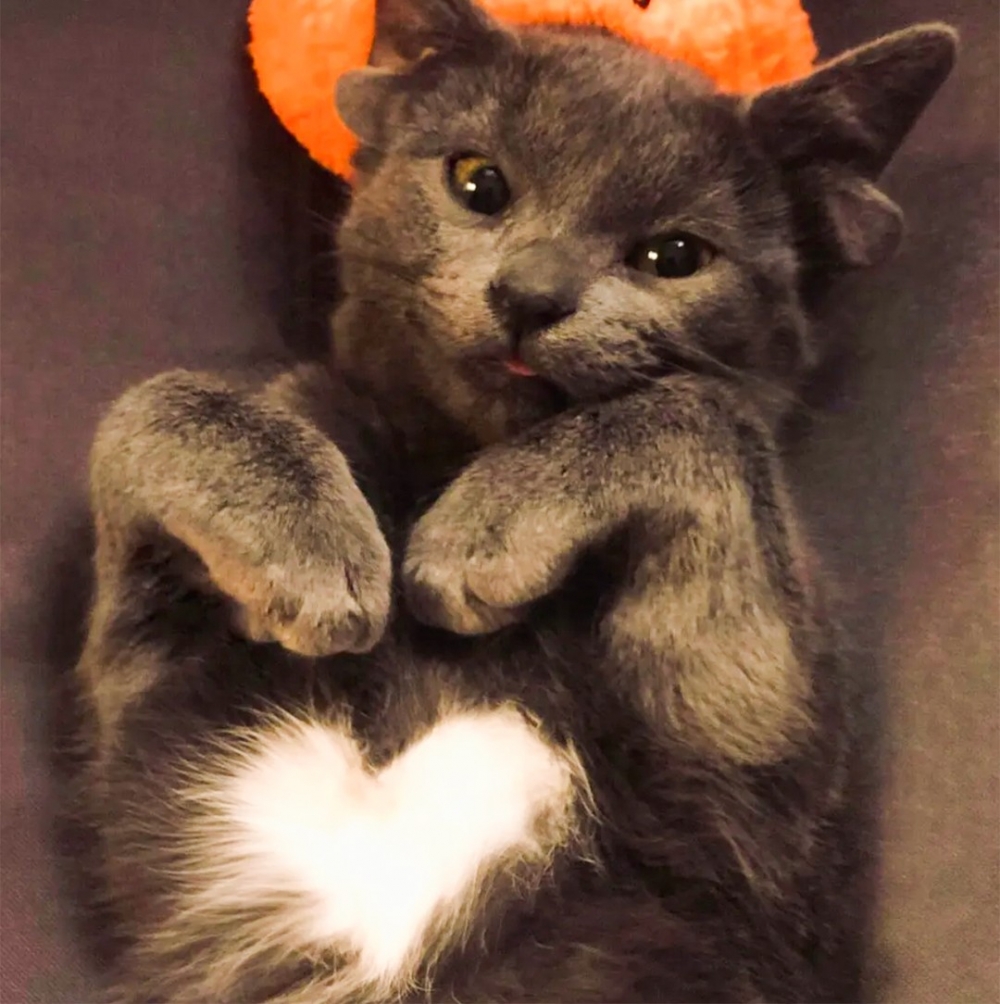 奴才:「感覺很好擼吖~~」