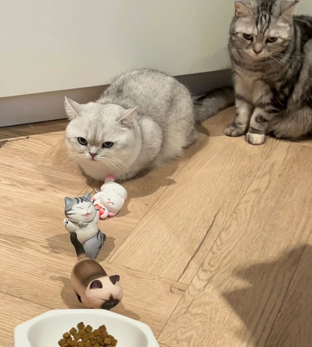 喵：「前面的你吃好了嗎？」